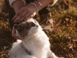 Ce inseamna cu adevarat sa ai „acte de bunatate” ca limbaj de dragoste