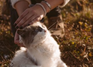 Ce inseamna cu adevarat sa ai „acte de bunatate” ca limbaj de dragoste