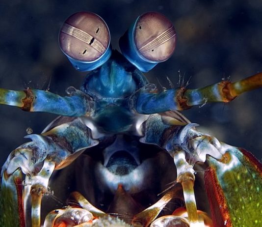 Crevetii Mantis: specia de crustacee marine care are cea mai buna vedere