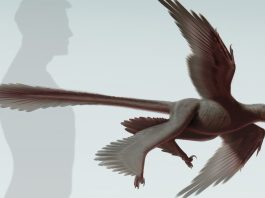Dezvaluirea modului misterios in care dinozaurii isi iau numele