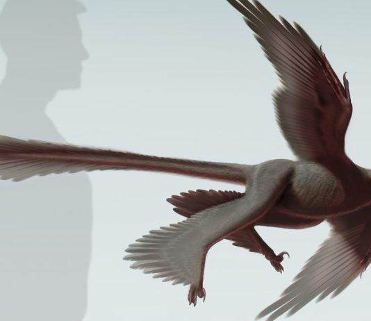 Dezvaluirea modului misterios in care dinozaurii isi iau numele