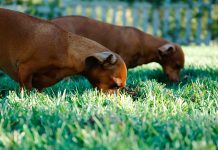 Aflati de ce cainii mananca iarba si care sunt motivele pentru care fac asta