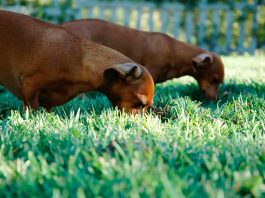 Aflati de ce cainii mananca iarba si care sunt motivele pentru care fac asta
