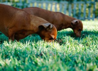 Aflati de ce cainii mananca iarba si care sunt motivele pentru care fac asta