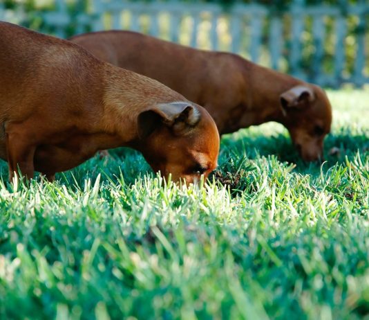 Aflati de ce cainii mananca iarba si care sunt motivele pentru care fac asta