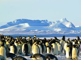 Pinguinul Imparat: Caracteristici, hrana, habitat si multe altele