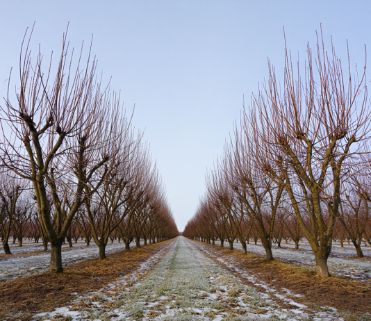 Pachet Tratamente Pomi Fructiferi Repaus Vegetativ – Protecție Eficientă Încă din Iarnă